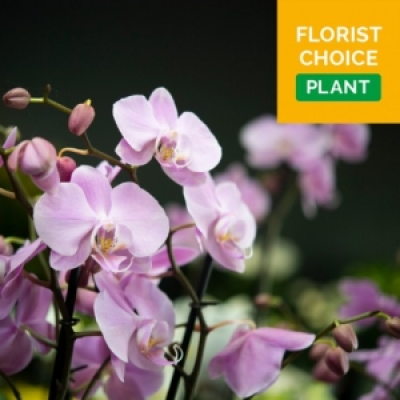 Florist Choice Plant - Florist Choice Plant 
